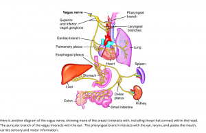 Kranio Sakral Nervus vagus